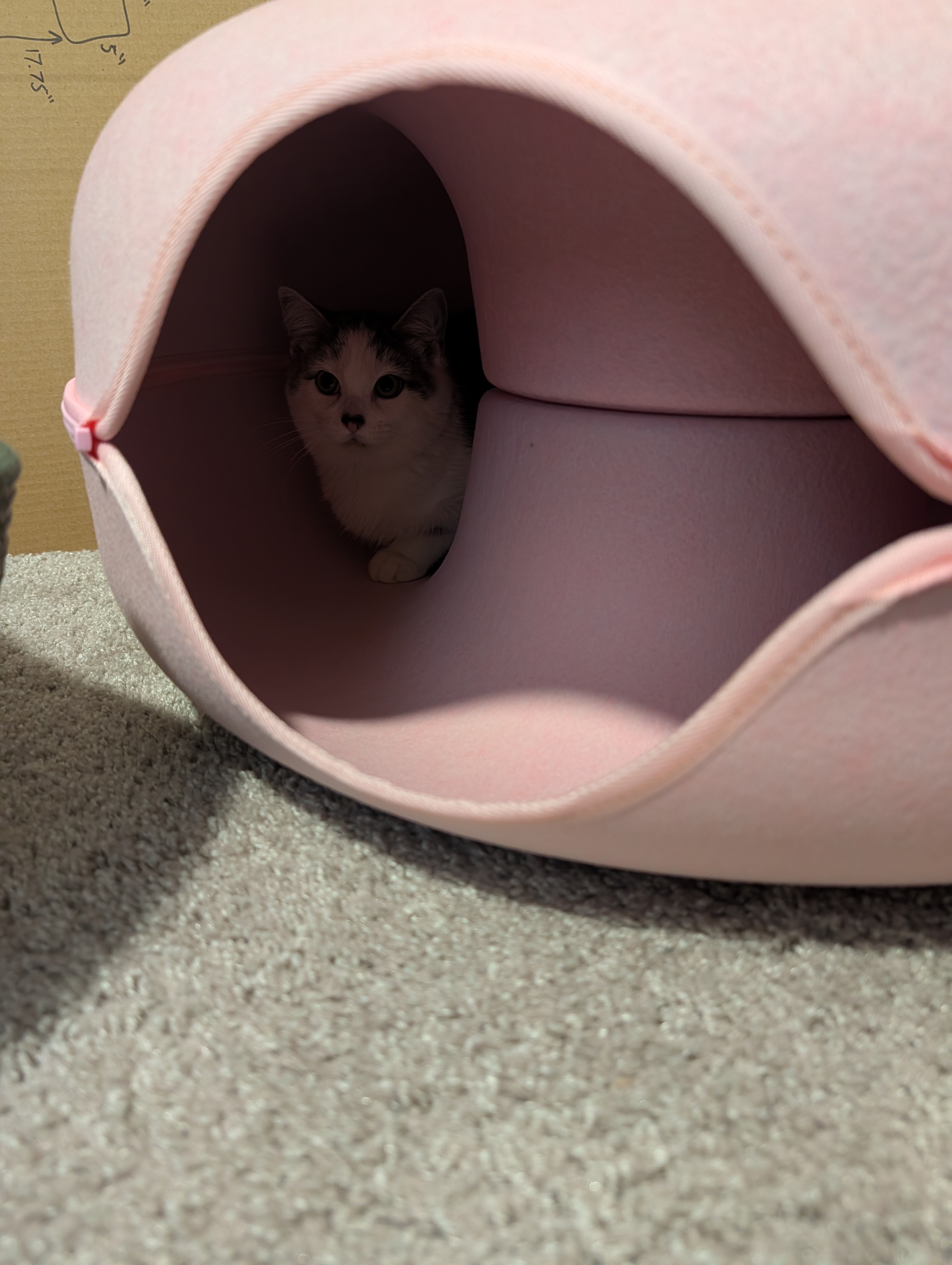 Princess Willow in her cat tunnel