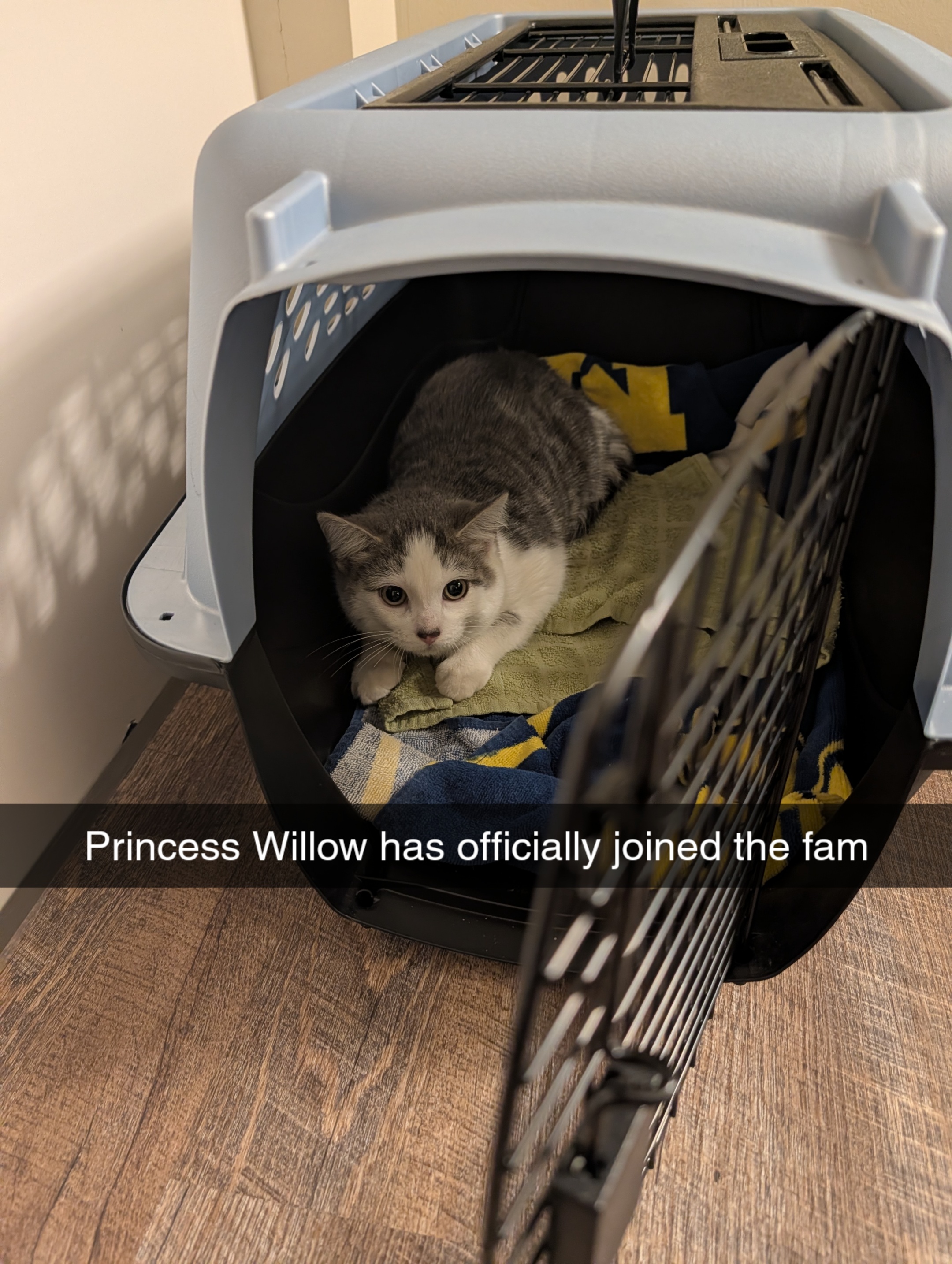 Princess Willow on her first day in her new home